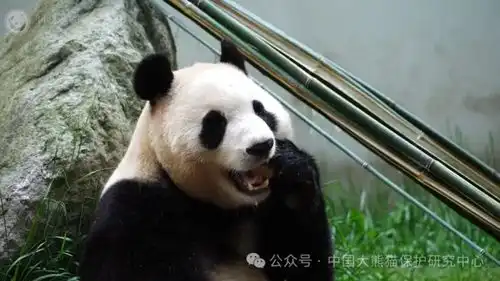  期待大熊猫福宝将在12日与公众见面