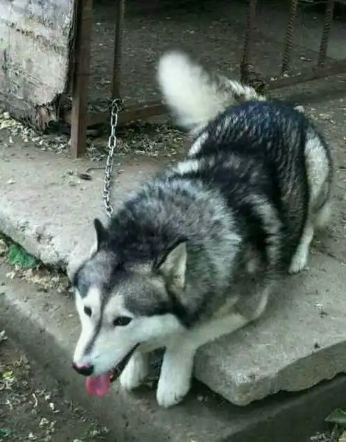  养哈士奇是种怎样的体验