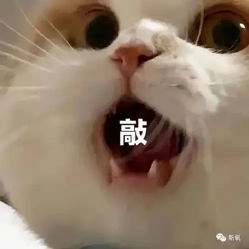  堪比杨超越的新晋建模脸,才出道就敢网暴素人