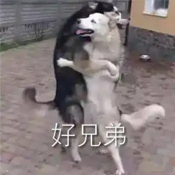  最全沙雕狗子表情包合辑年度最傻狗子都在这儿了