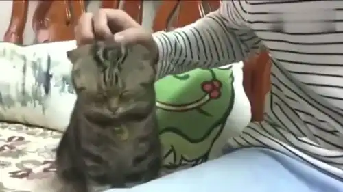  狸花猫困了,想叫主人抱它哄它睡觉,这小表情太可爱了