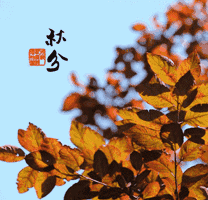 恭喜微信表情包gif