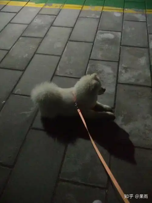  你是如何告诉父母你的宠物怎么来的呢而事实上是怎么得到的