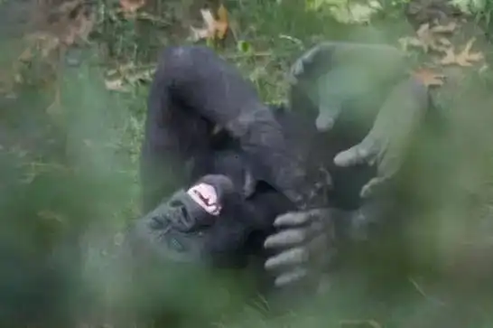  你的宠物不听你的不怪你,是你不懂它的内心世界