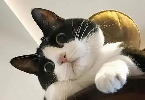  奶牛猫,堪称猫界喜剧之王,养一只会很有趣