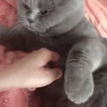  熊猫头表情包噢,渣男的味道