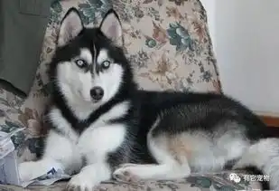 哈士奇表情包动图一言不