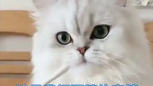 担心表情包猫咪柠檬