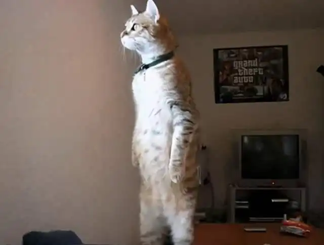 猫咪10个很奇怪的行为,养猫多年的你未必知道