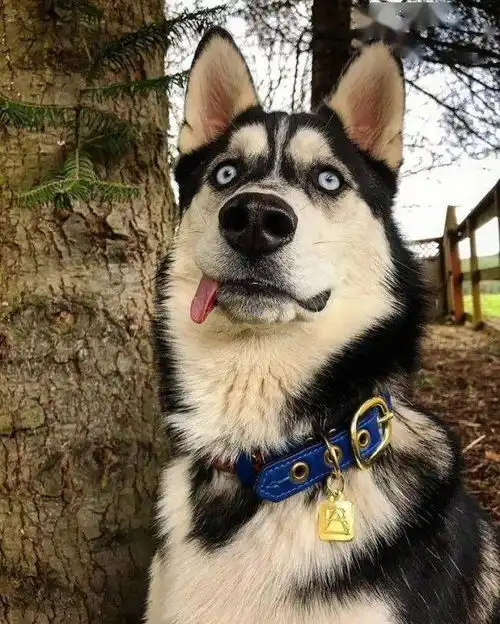  作为表情帝,二哈真的是随便一张照片都可以凑出表情包