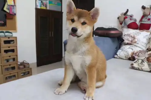 柴犬斜视表情包狗狗