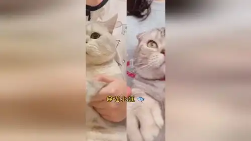  雪饼的小伙伴们也来啦有你们喜欢的小猫咪吗