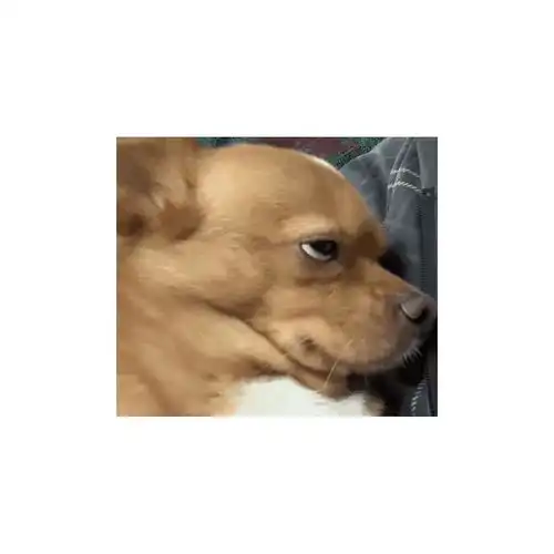  想求求这个表情包的动图