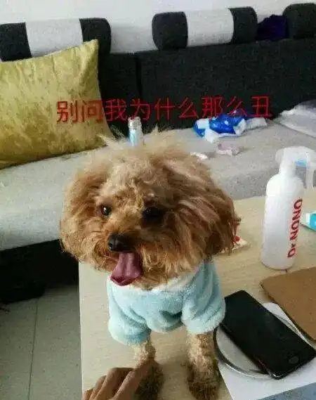  把泰迪拜托给男朋友,一个星期后再去见狗,真的是又气又想笑