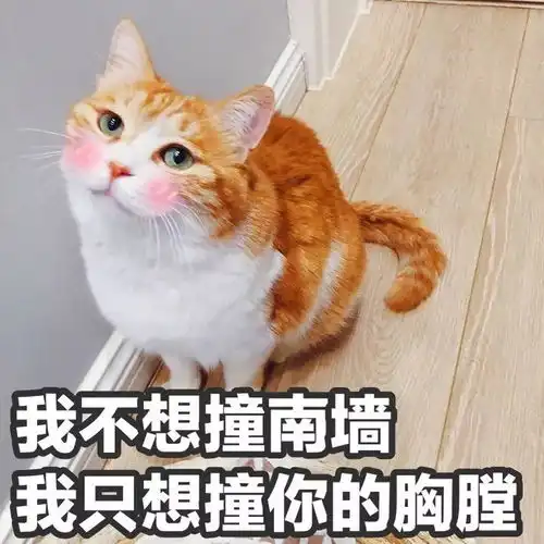  小姐姐你的表情包掉了搜狐宠物搜狐网
