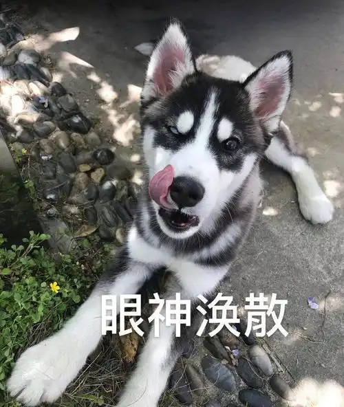  哈士奇最新二哈头像表情包六月,请对我好一点