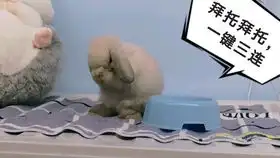  被巴啦啦能量击中瞬间倒地的兔叽