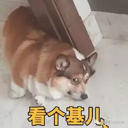  基基复唧唧,柯基战斗机,大屁股柯基表情包来袭