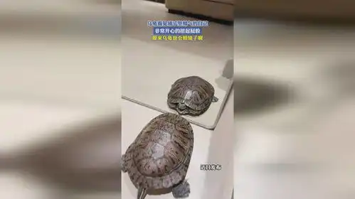  乌龟看见镜子里帅气的自己,非常开心的扭起屁股