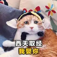 沙雕猫咪情侣头像一对微信头像图片大全 沙雕猫咪情侣头像一对微信头像图片大全