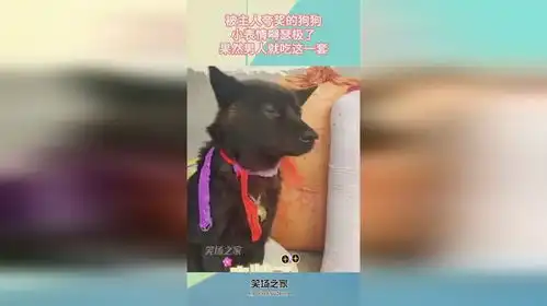  被主人夸奖的狗狗,小表情嘚瑟极了,果然男人就吃这一套