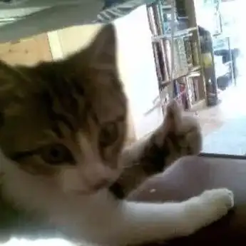 猫咪冲刺表情包大拇指