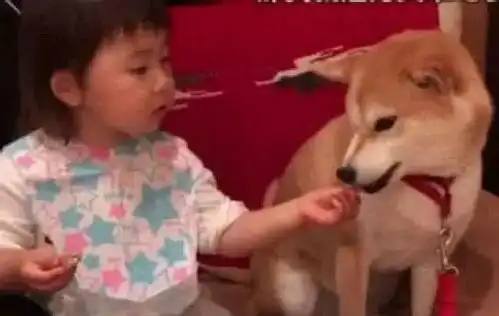 小宝宝正在吃饼干,柴犬一脸艳羡表情,到嘴边的一刻激动坏了 小宝宝正在吃饼干,柴犬一脸艳羡表情,到嘴边的一刻激动坏了