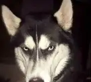  哈士奇瞪眼搞笑图片哈士奇anuko瞪眼表情包下载乐游网游戏下载