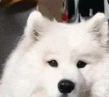  惯狗如杀狗一旦狗狗有这些特征,说明已被你惯坏
