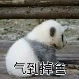  骗吃骗喝还假装怀孕没想到你是这种大熊猫