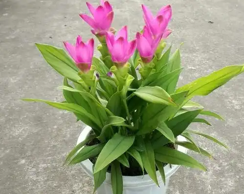 r1se表情包花开是壶赤兔