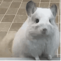  e句话看天下中国女足上升3位排名,女孩们好棒