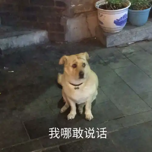  九子夺迪什么梗从未公开过恋情的热巴,竟然组过这么多cp