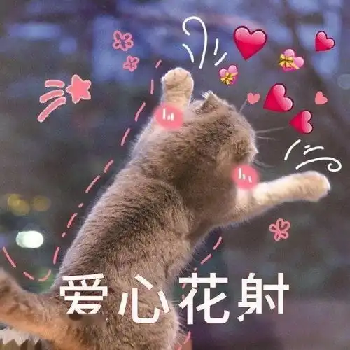 担心表情包猫咪相机