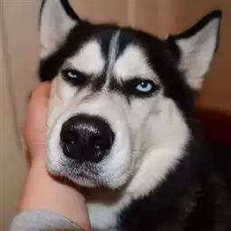 二哈搞笑表情图片主人