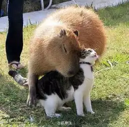  水豚怎么这么淡定啊