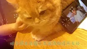 支棱起来动图表情包中老