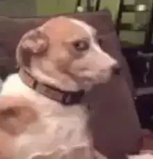 沙雕狗子表情包伤心