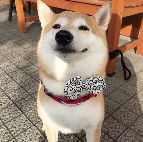  给我几张柴犬的那种漫画图很逆天的那种我要当头像的