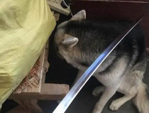 二哈闯祸惹怒主人,当看到主人拿出刀教训它,吓得立马缩耳求饶 二哈闯祸惹怒主人,当看到主人拿出刀教训它,吓得立马缩耳求饶