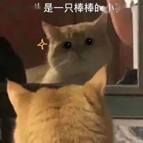  猫猫成精迷惑行为大赏呜呜呜这是什么人间小可爱
