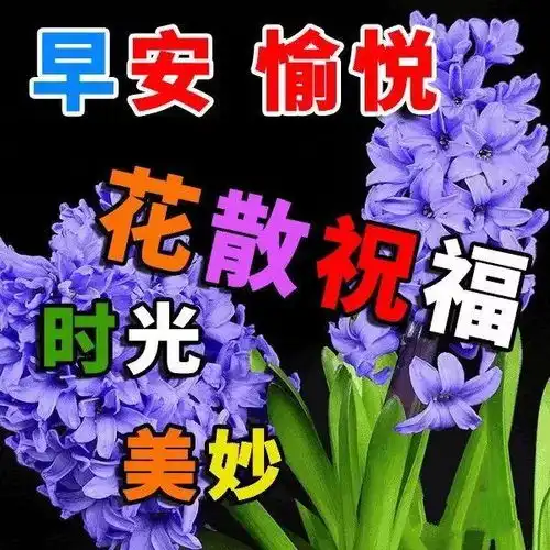  超漂亮的早晨好表情包,早上好微信朋友圈温馨问候语