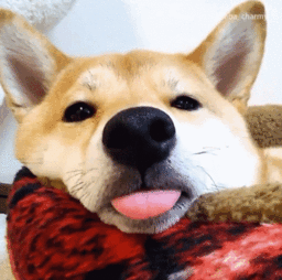  柴犬图片表情包