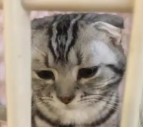  猫咪最怕这几种惩罚方式,宠主们要避免不然猫咪会恨你