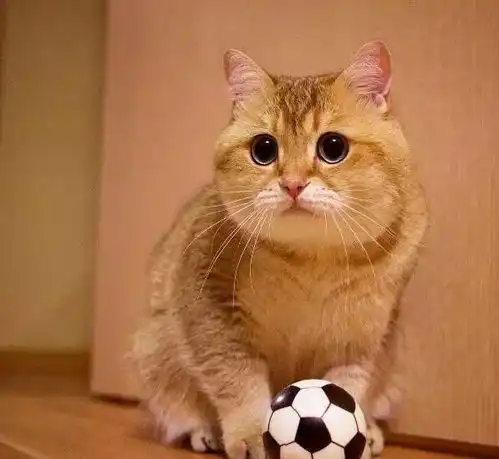 欠打的表情包大眼