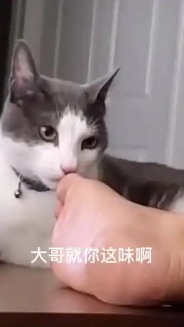  猫咪闻到这臭脚丫后的表情