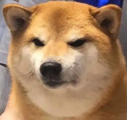  柴犬果然是表情包界的扛把子,有照片为证
