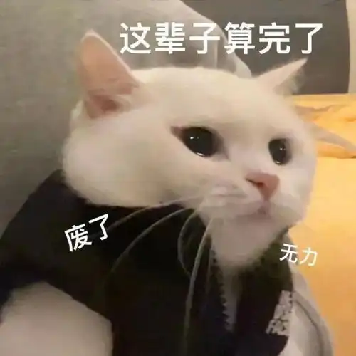  黑猫舔爪表情包微信怎么搜今日头条