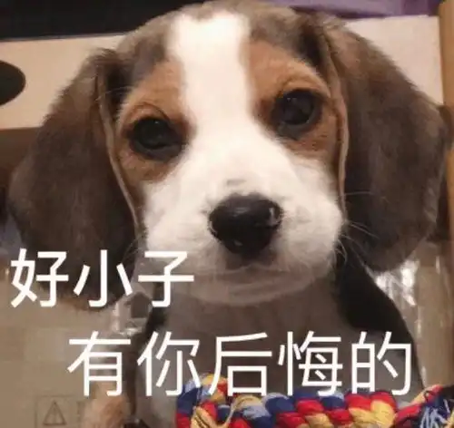 沙雕狗子表情包金晨一