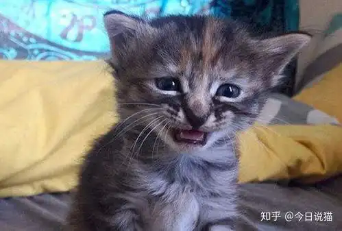  猫可以发出多少种声音
